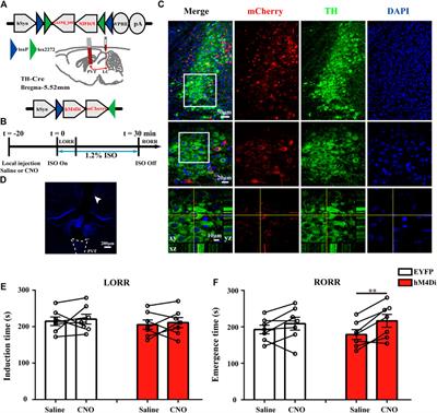 Locus Coeruleus to Paraventricular Thalamus Projections Facilitate Emergence From Isoflurane Anesthesia in Mice